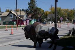 Dreaming of Boofalos