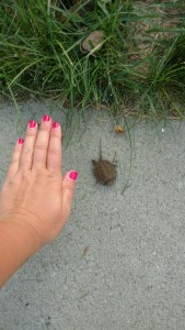 Babies on the Move www.usathroughoureyes.com