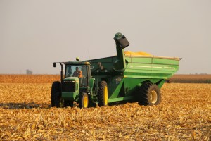 Harvesting Corn