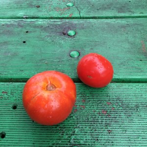 Fresh tomatoes welcomed us